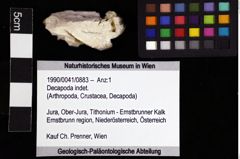 Foto (Objket + Etiketten) von Decapoda indet. 